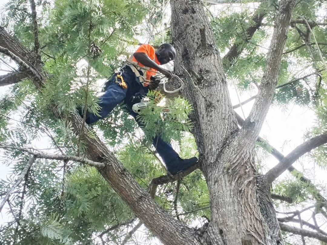 SGD climber roped into the canopy, tying off a limb before cutting it