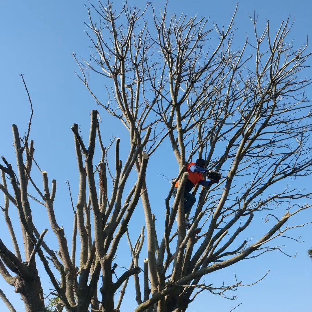 Climber high in a bare crown reducing heavy limbs with a chainsaw against a blue sky