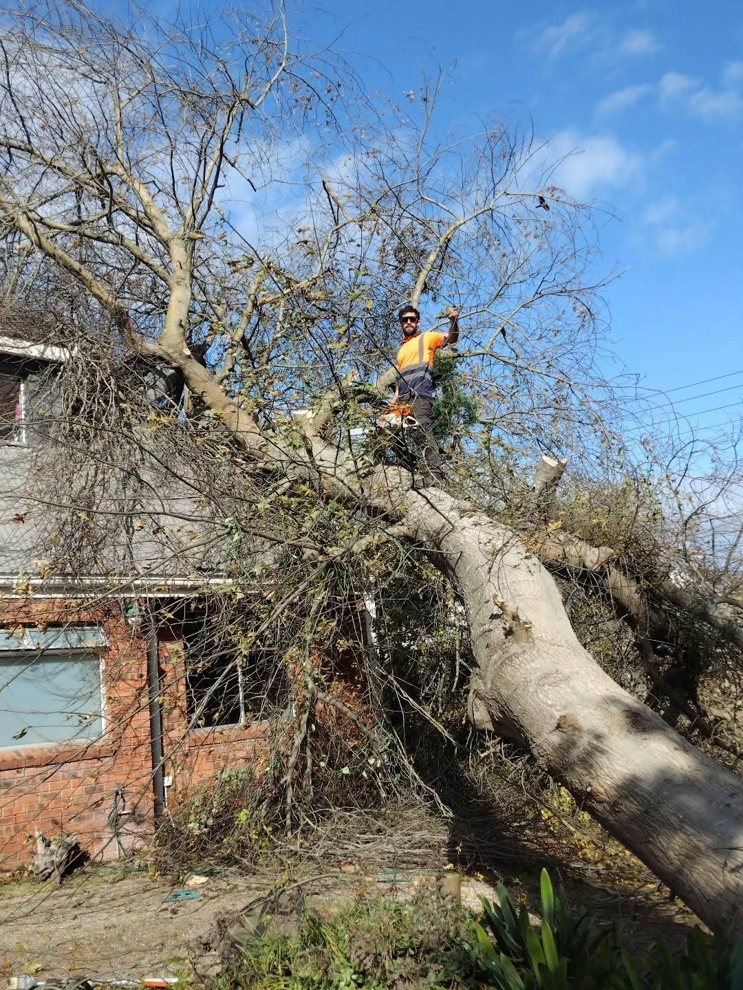 Arborist on a large storm-felled trunk lying across a brick house