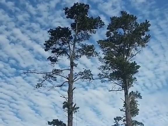 Two tall pines against a mackerel sky, still frame from the felling video
