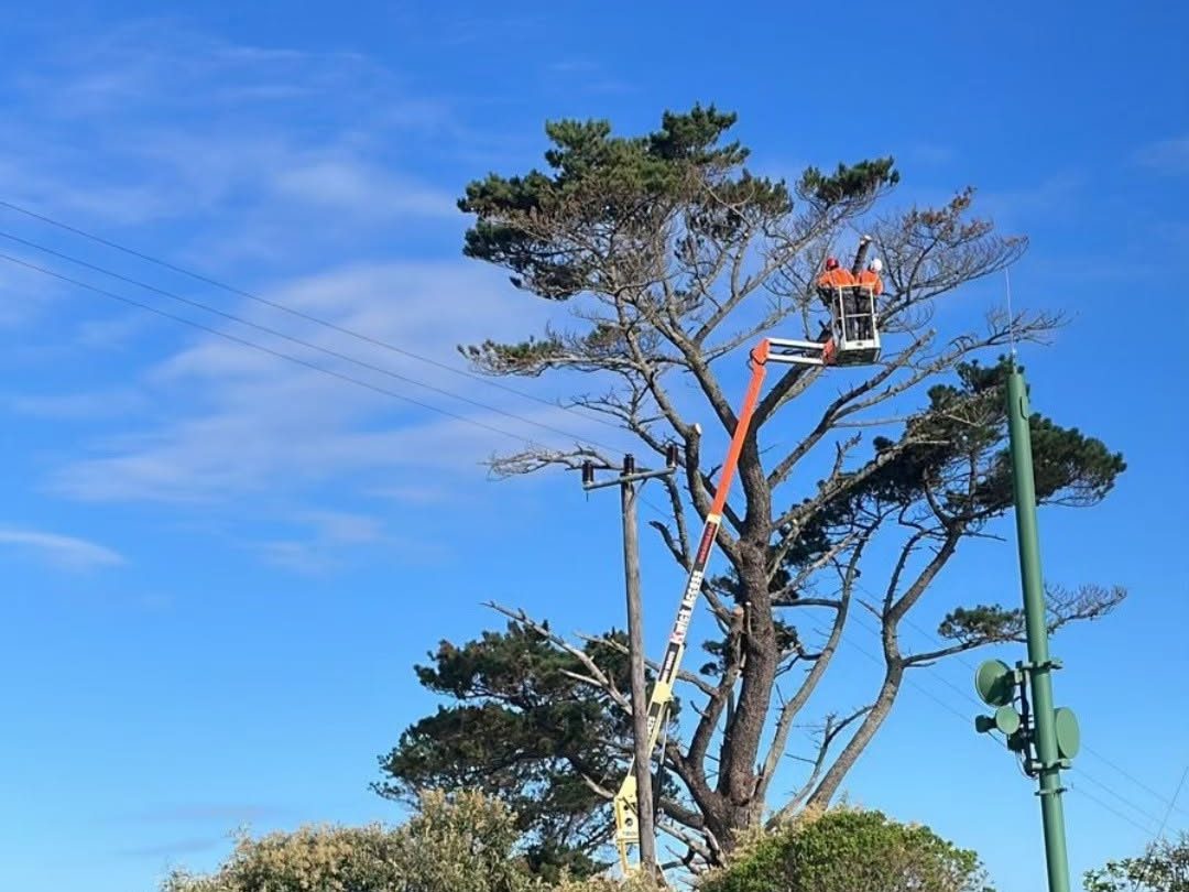 SGD crew working a large pine from a cherry picker, clear of the powerlines alongside it