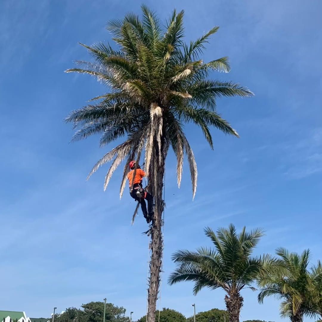 Climber working up the trunk of a tall palm on ropes