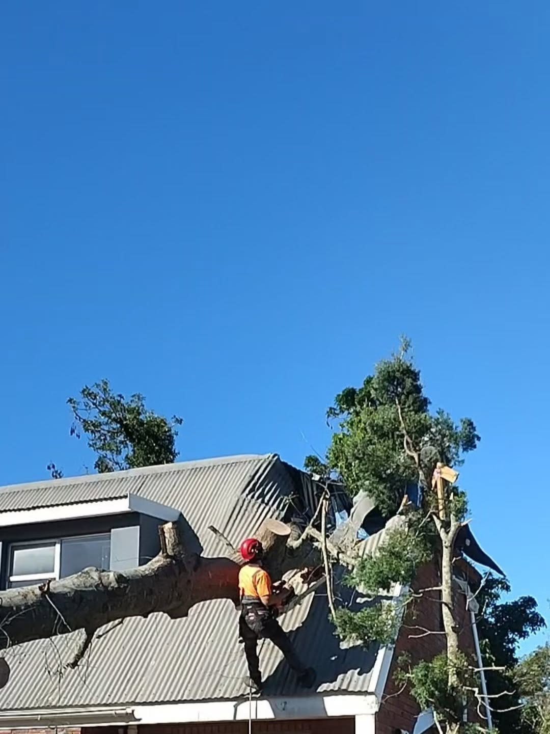 Arborist roped in, sectioning a large limb lying across a corrugated iron roof