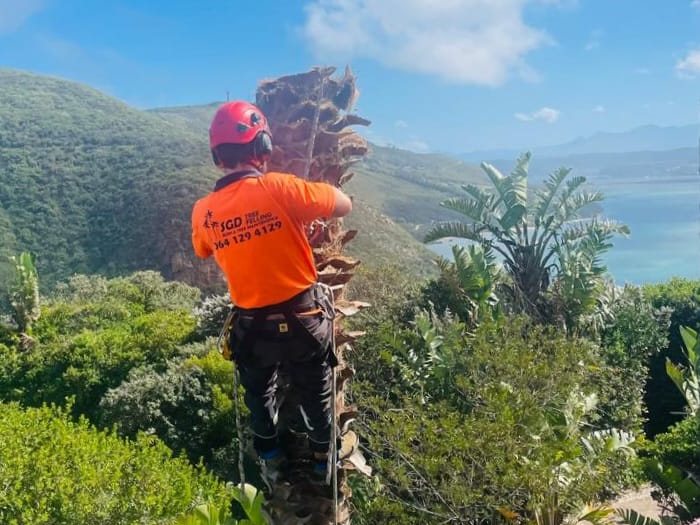 SGD climber roped onto a palm trunk, working it down in sections above the lagoon